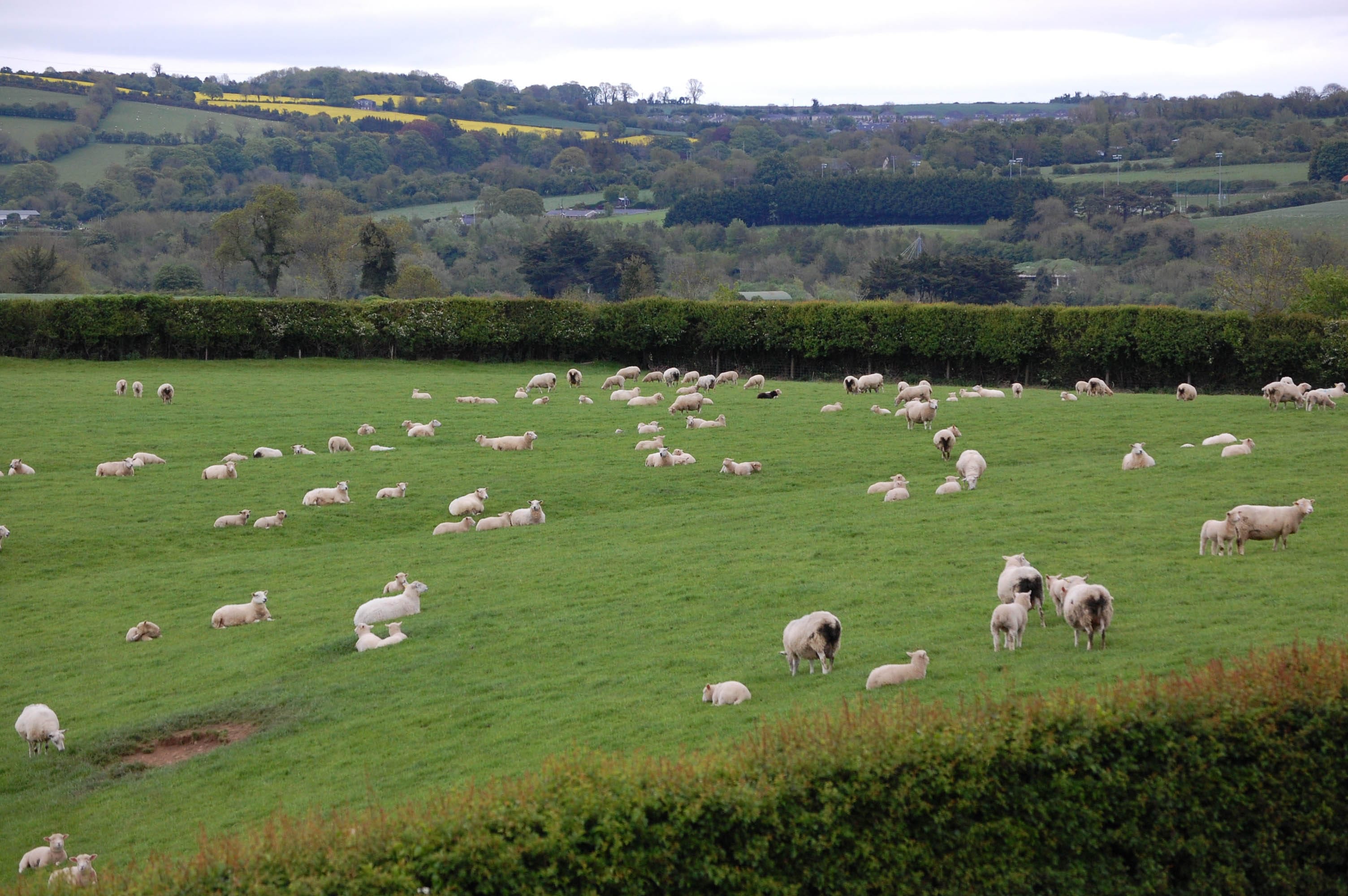 Irish Sheep Hillfamily Dot Net
