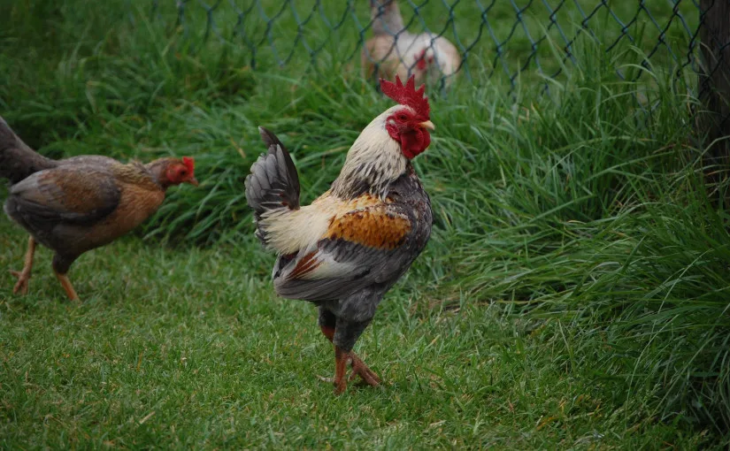 Favorite Things of 2012