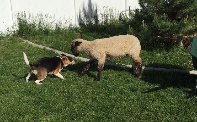 Beagle vs. Lamb Death Match