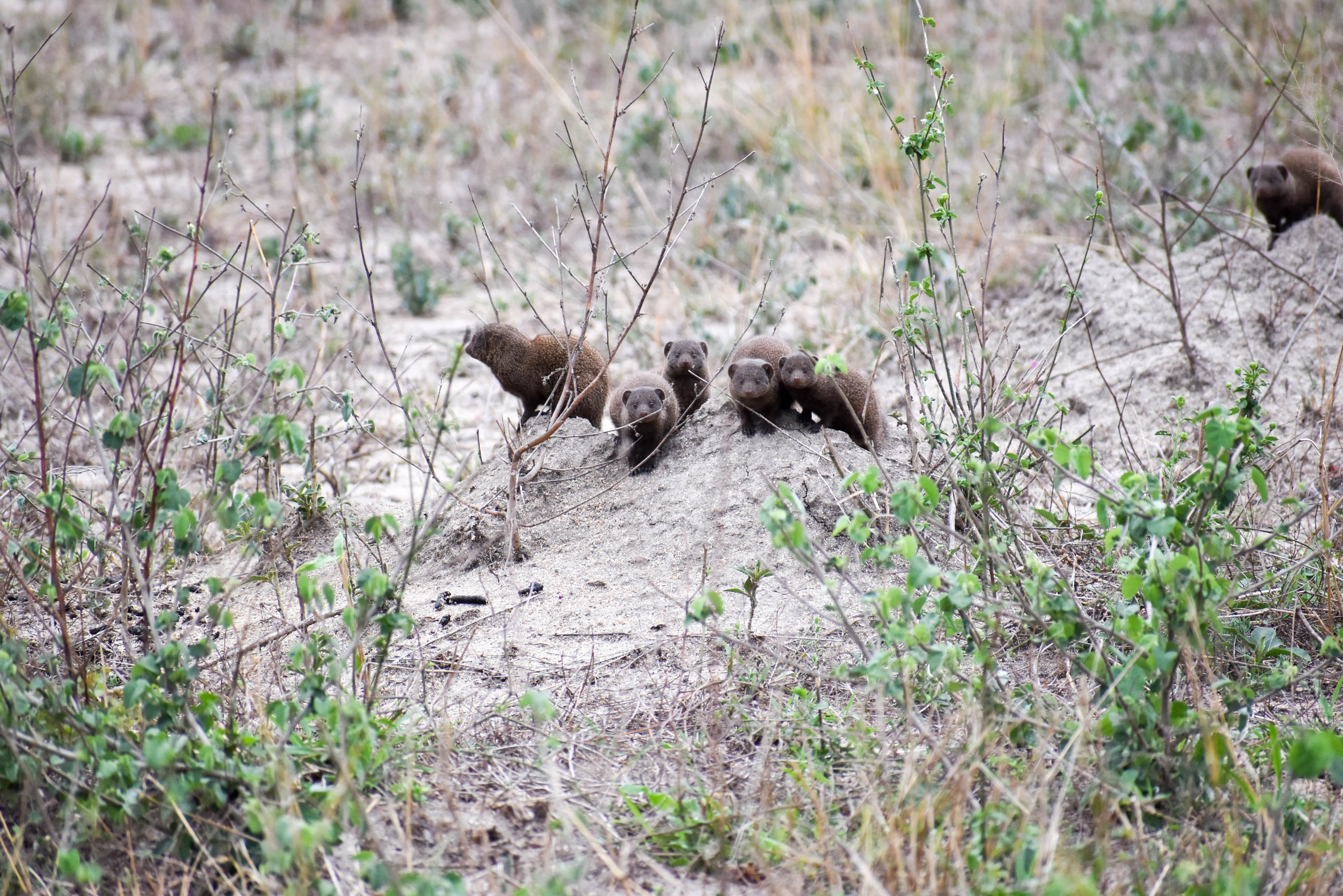 Mongoose family Hillfamily dot net Mongoose family Hillfamily dot net