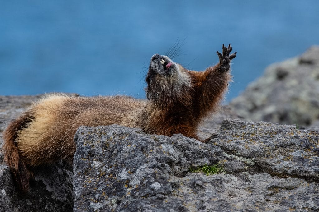 Yellowbellied marmot yawn Hillfamily dot net
