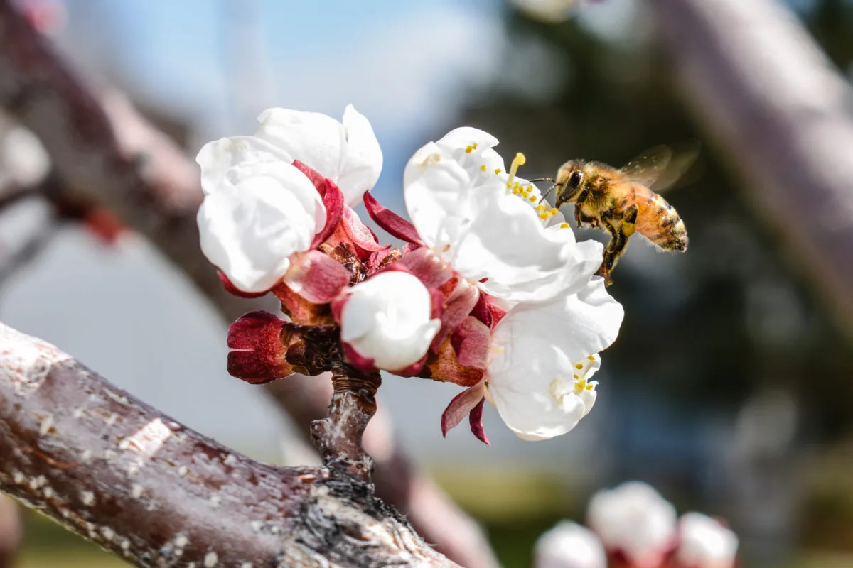 Apricot Blossoms
