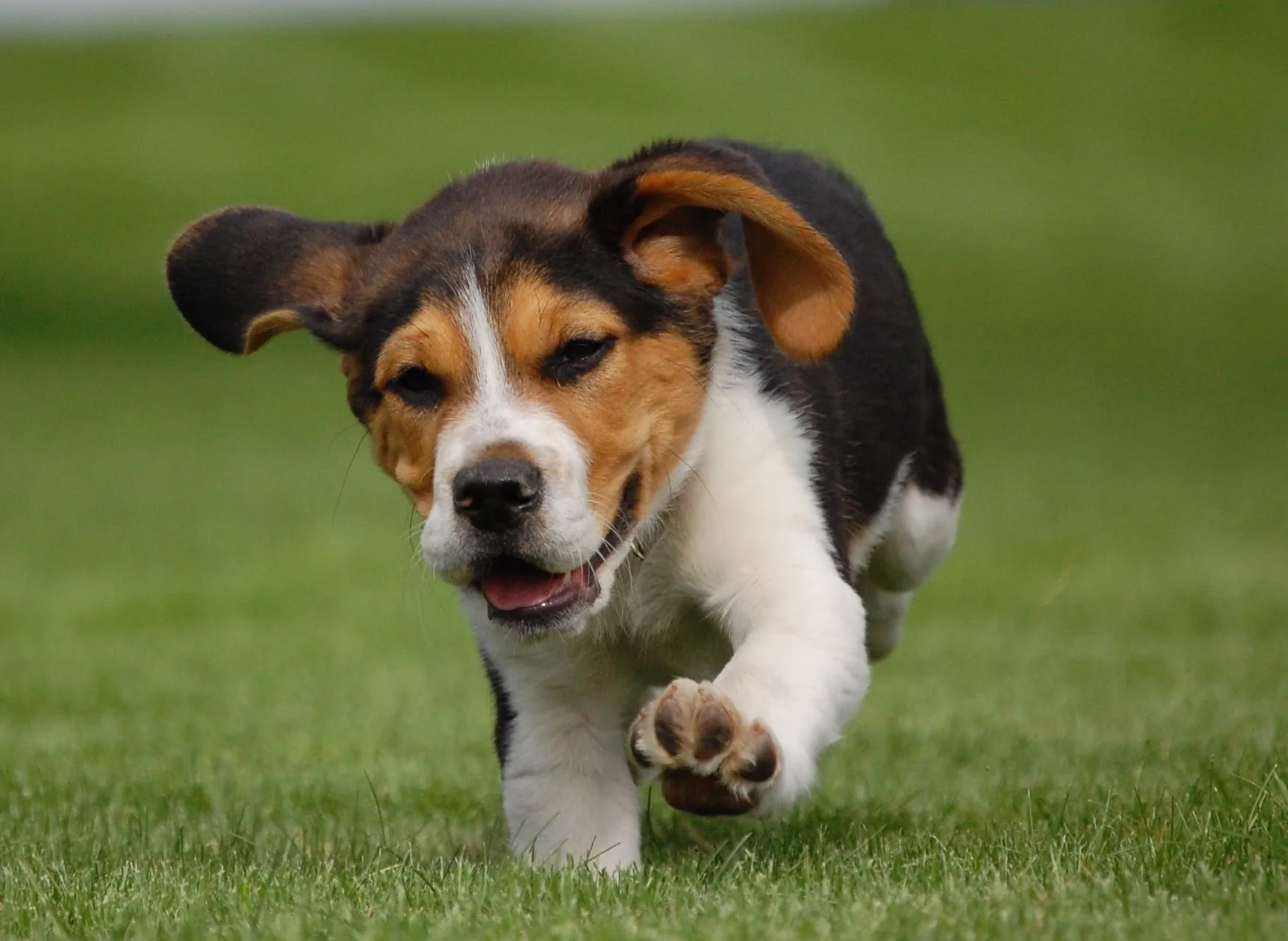 RIP Ralphie the Beagle